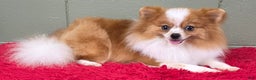 Pomeranian dogs for sale: Tinker - Ad 5