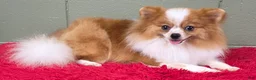 Pomeranian dogs for sale: Tinker - Ad 5