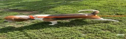Beagle dogs for sale: Beagle 4 - Ad 9