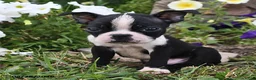Boston Terrier dogs for sale: Snickers - Ad 3