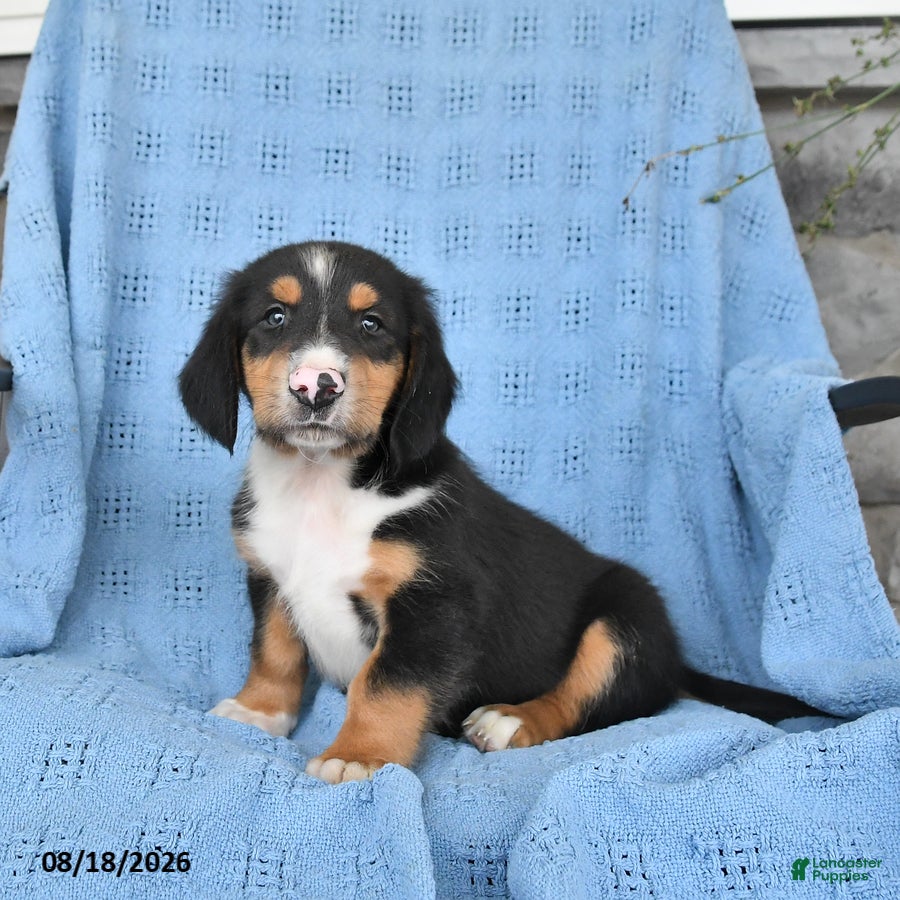 Mixed Breed dogs Prince   - Ad 2