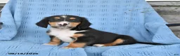 Mixed Breed dogs for sale: Prince   - Ad 2