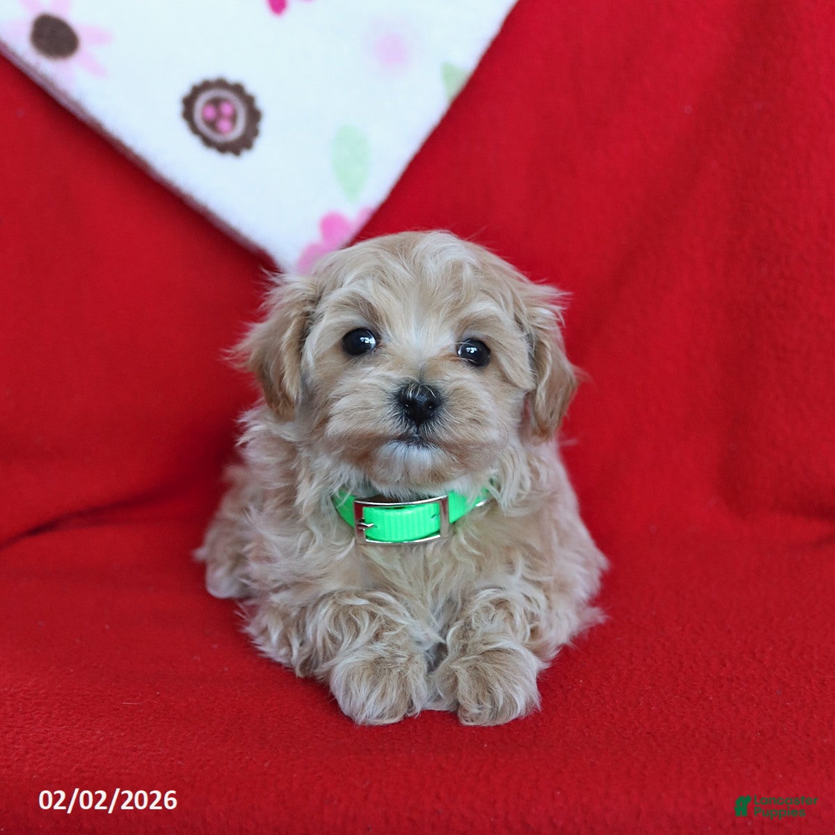Maltipoo dogs Teddy - Ad 5