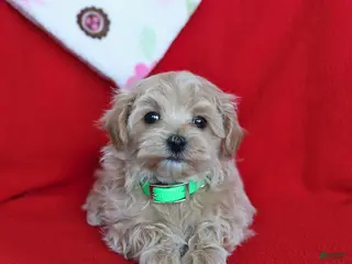Maltipoo dogs Teddy - Ad 5
