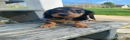 Miniature Dachshund dogs for sale: Luna - Ad 14