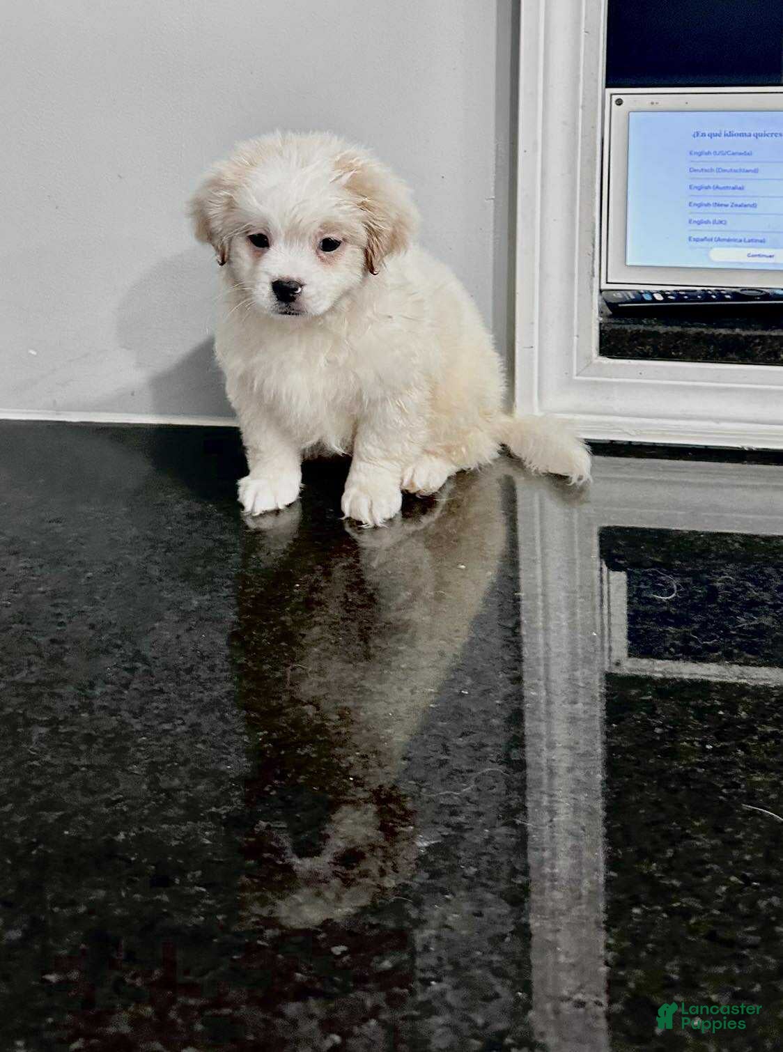 Pomapoo dogs Pomapoo Puppy 2 - Ad 4