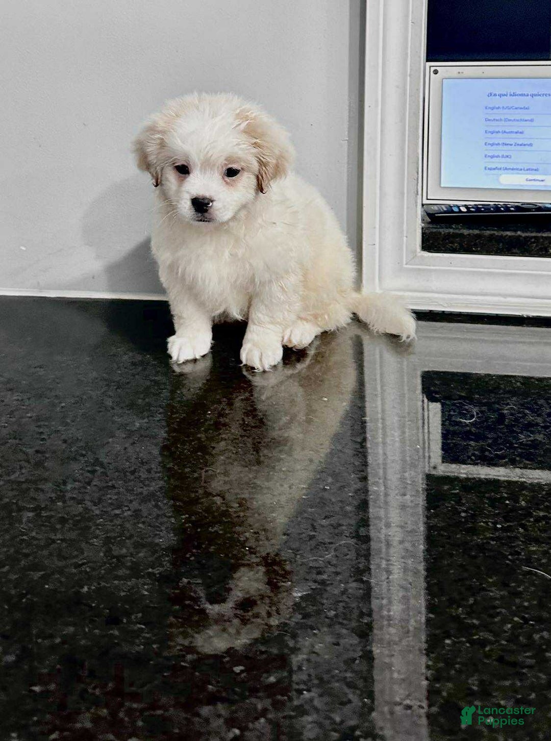 Pomapoo dogs for sale: Pomapoo Puppy 2 - Ad 1