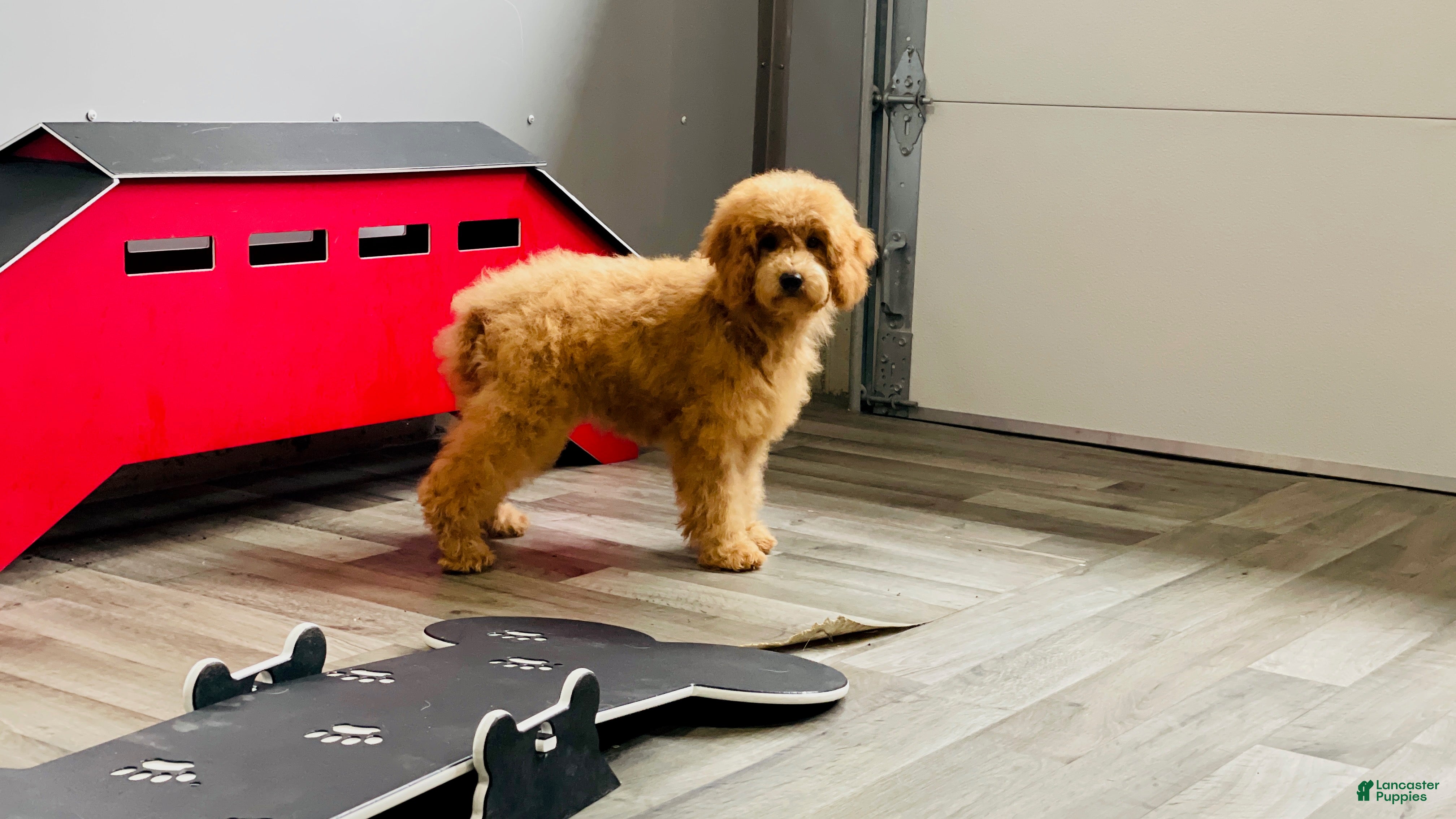 Mini Goldendoodle dogs Mindy Mini Goldendoodle  - Ad 2