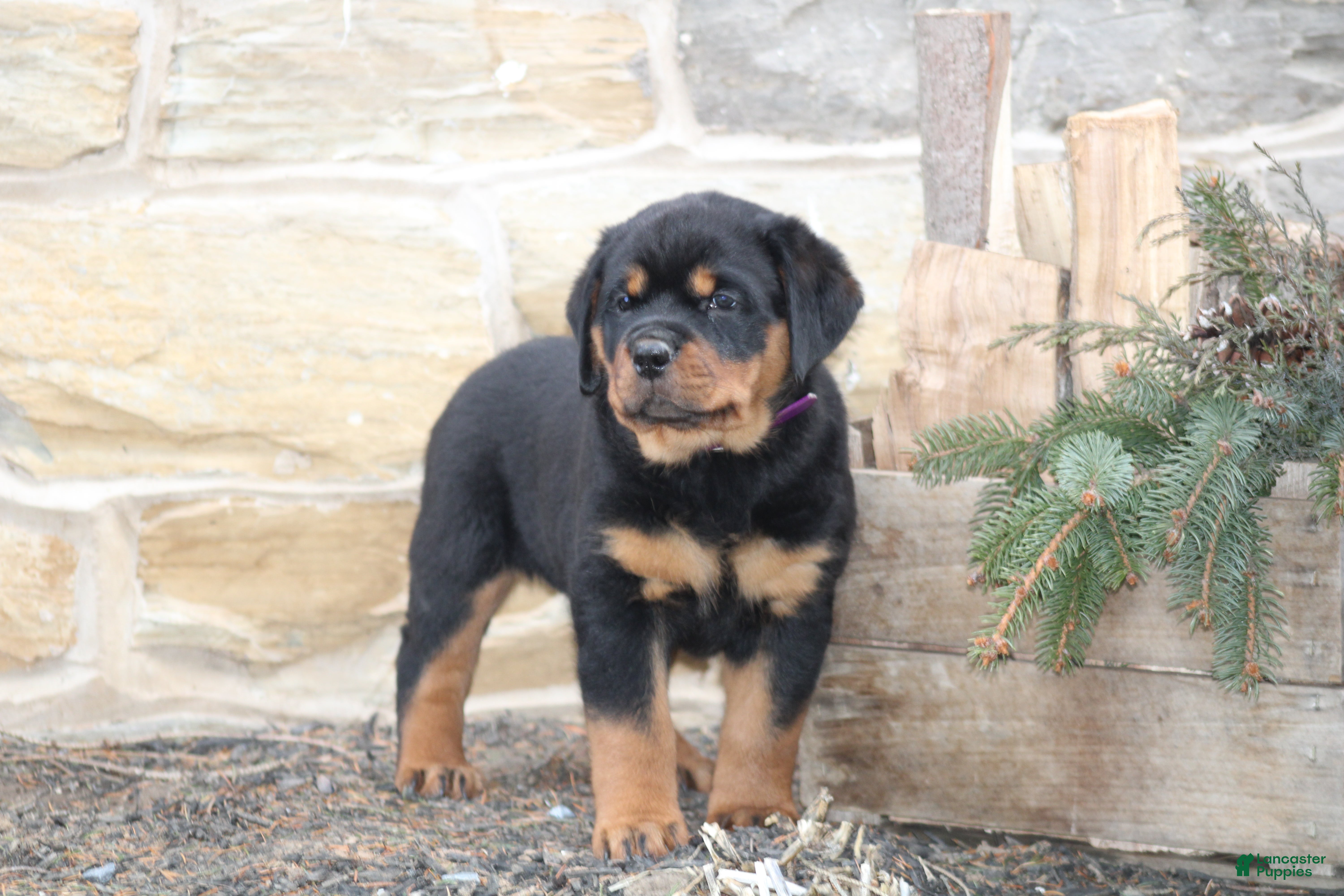 Rottweiler dogs Haven - Ad 32