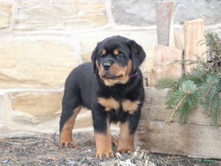 Rottweiler dogs Haven - Ad 32