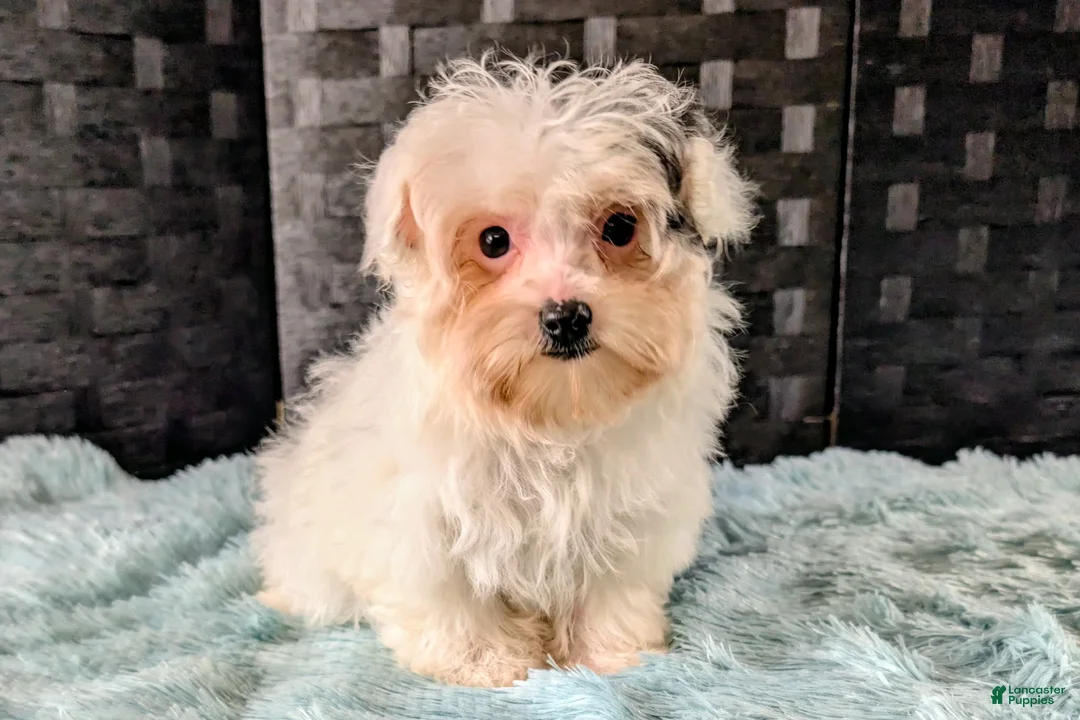 Havapoo dogs for sale: Pixie - Ad 1