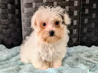 Havapoo dogs for sale: Pixie - Ad 1