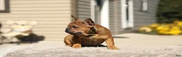 French Bulldog dogs for sale: Otto – Fawn Brindle - Ad 8