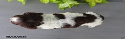 English Springer Spaniel dogs for sale: Mooney - Ad 7
