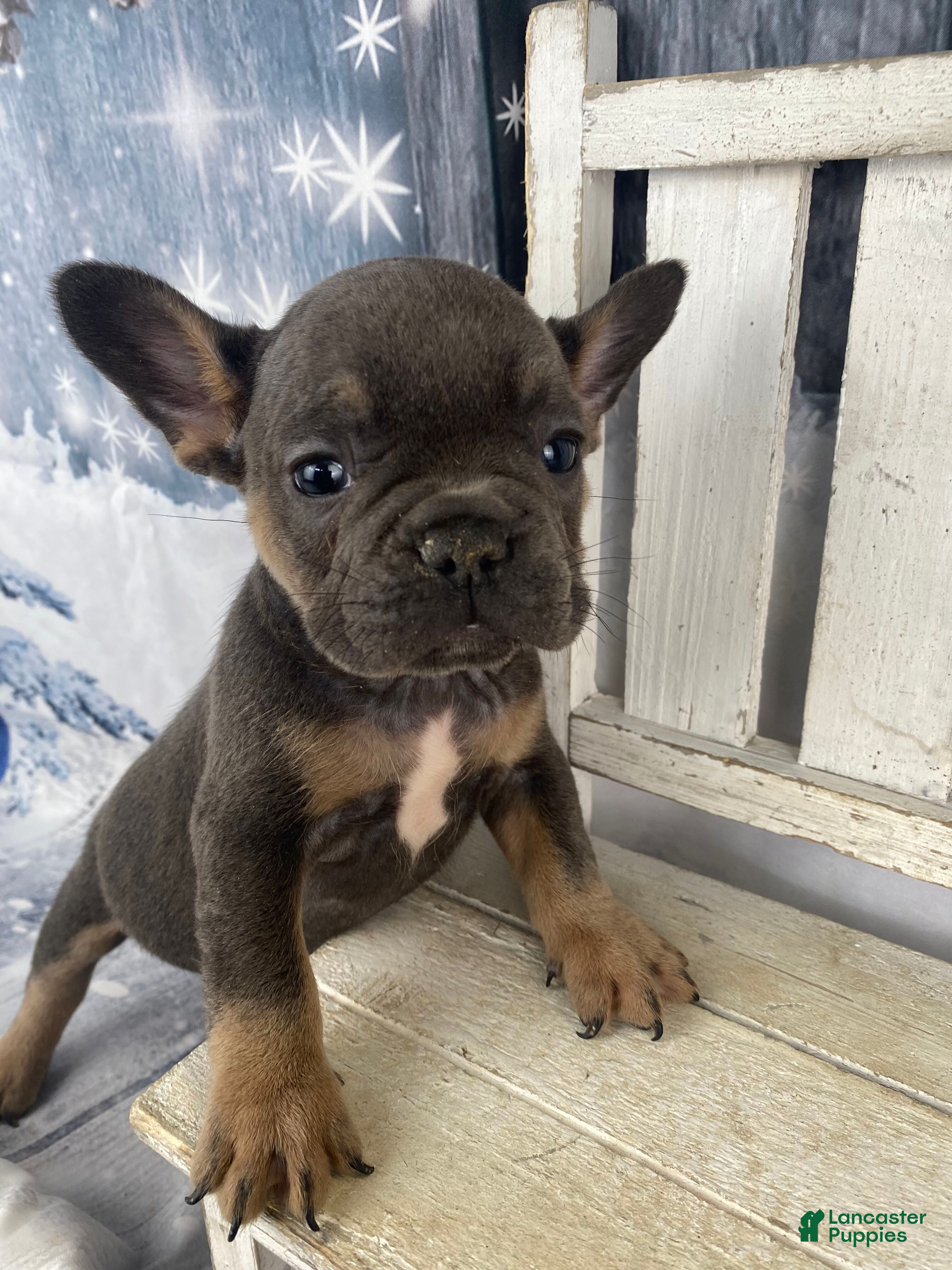 French Bulldog dogs Bruno - Ad 1