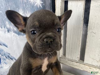 French Bulldog dogs Bruno - Ad 28