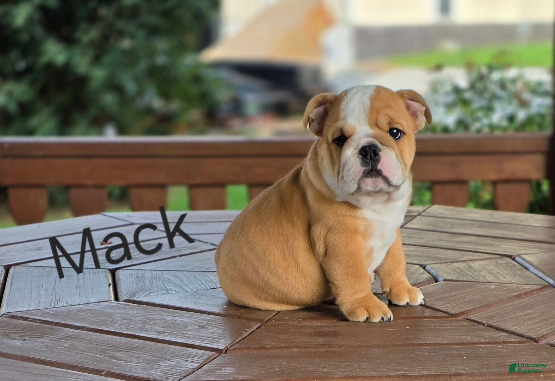 English Bulldog dogs English Bulldog 1 - Ad 2