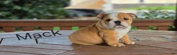 English Bulldog dogs for sale: English Bulldog 1 - Ad 2