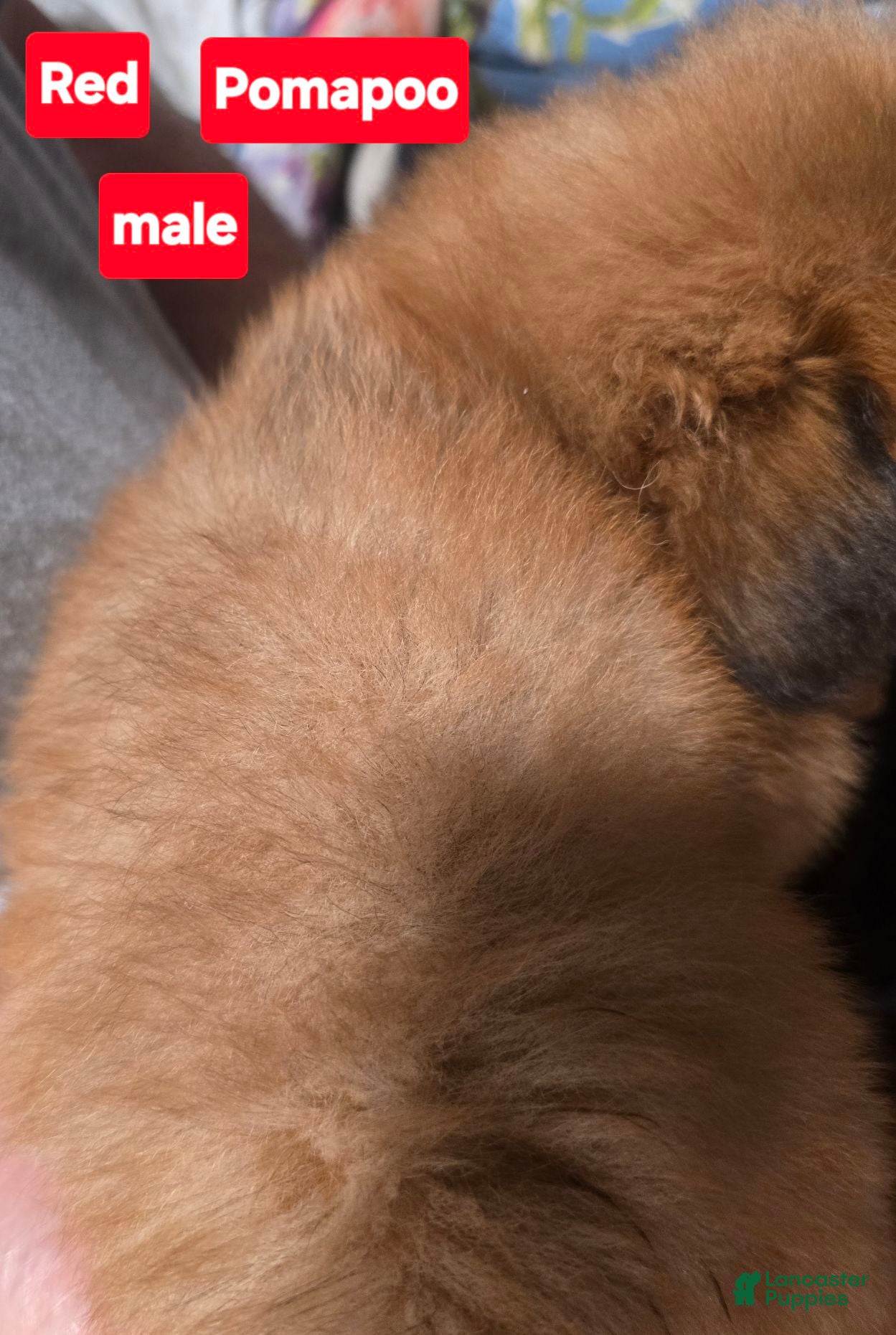 Pomapoo dogs Red - Ad 2