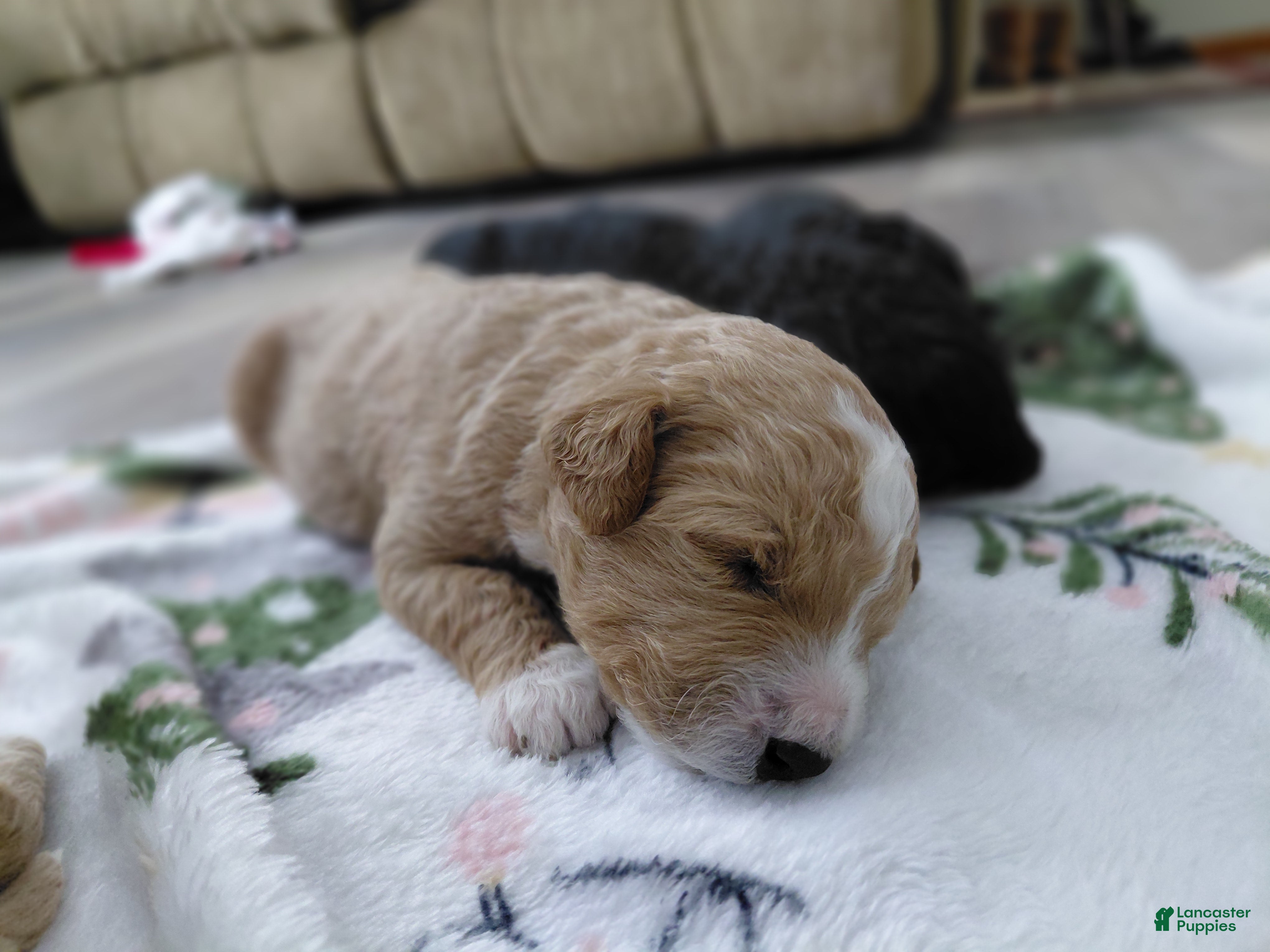 Mini Goldendoodle dogs for sale: Mini-Goldendoodle Puppy 1 - Ad 2