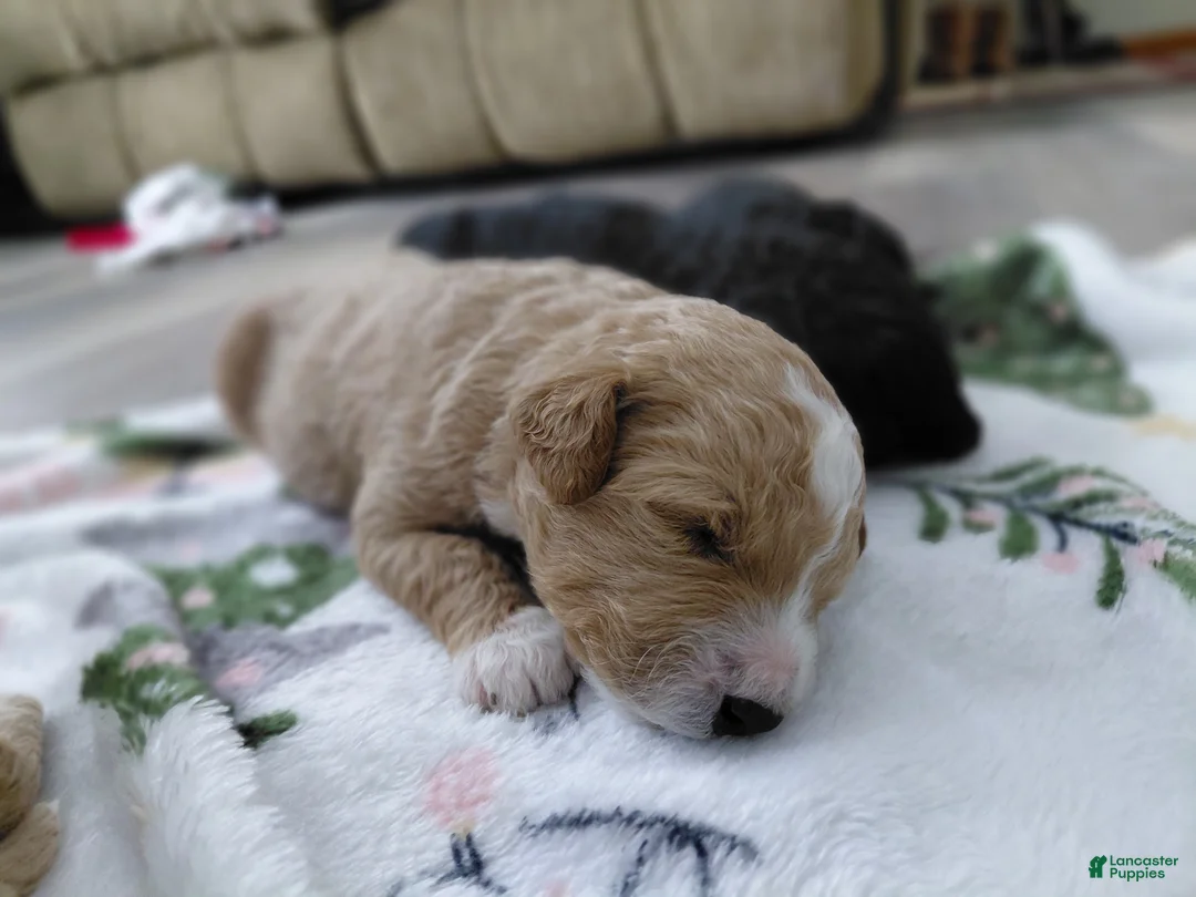 Mini Goldendoodle dogs for sale: Mini-Goldendoodle Puppy 1 - Ad 1