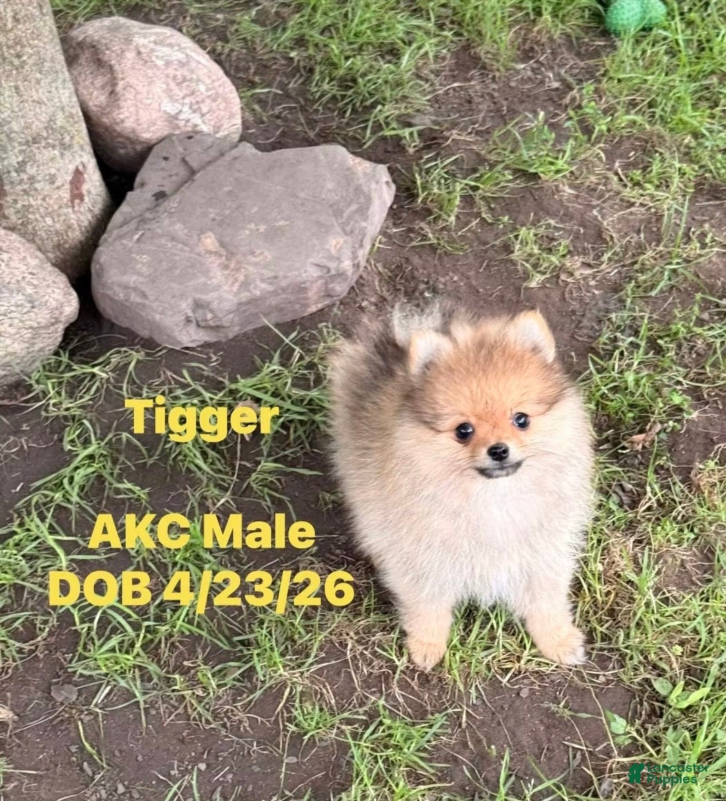 Pomeranian dogs for sale: Tigger - Ad 4