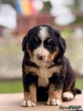 Bernese Mountain Dog dogs Beverleigh - Ad 42