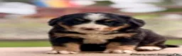 Bernese Mountain Dog dogs for sale: Beverleigh - Ad 1
