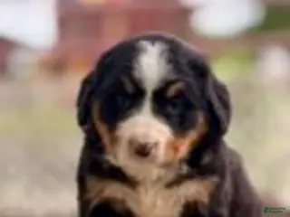 Bernese Mountain Dog dogs Beverleigh - Ad 36