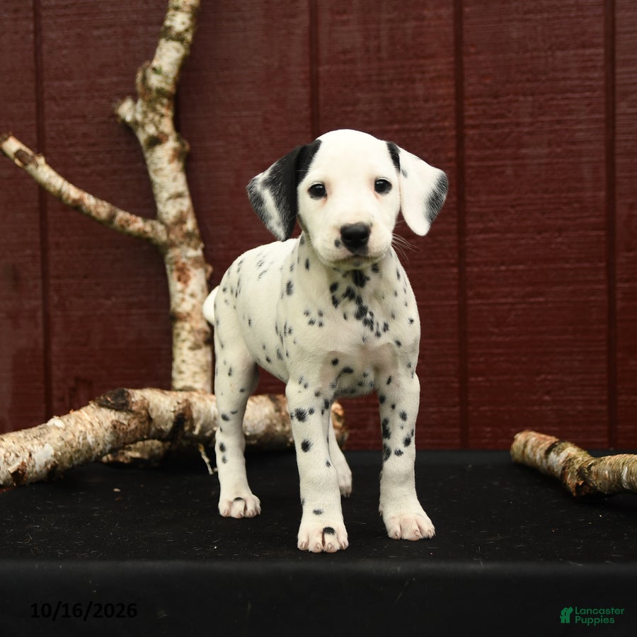 Dalmatian dogs Jingles - Ad 1