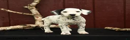 Dalmatian dogs for sale: Jingles - Ad 1