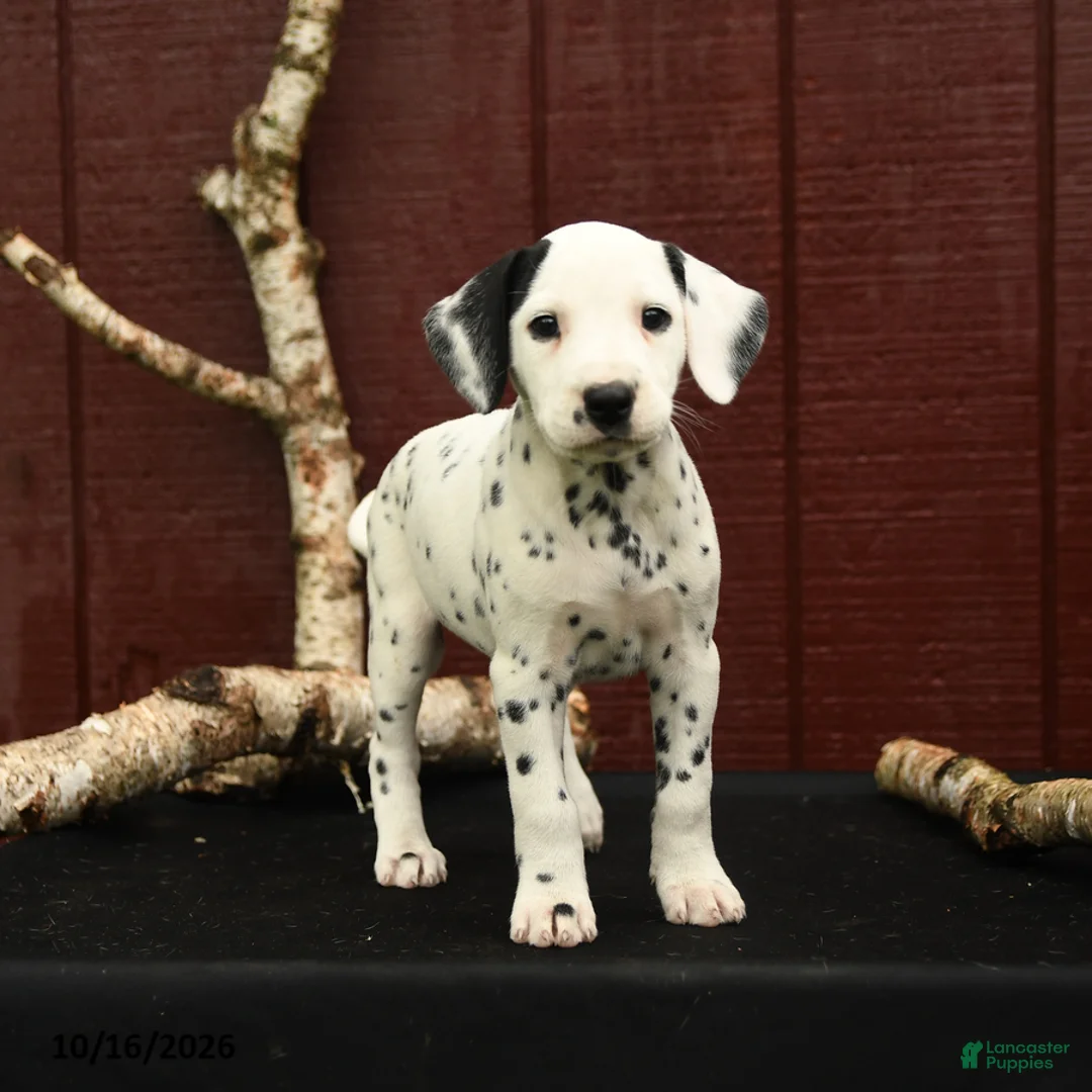 Dalmatian dogs for sale: Jingles - Ad 1