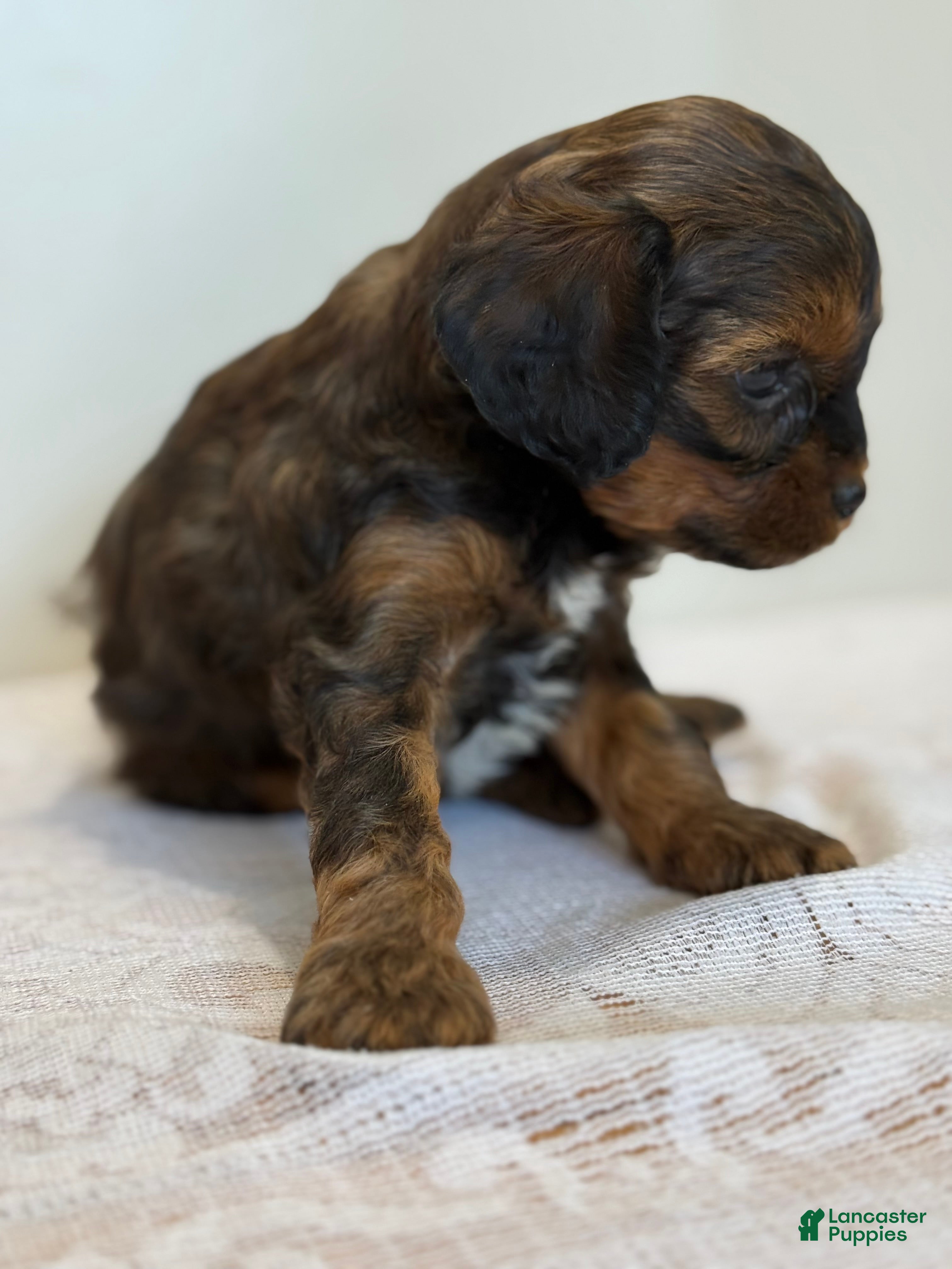 Cavapoo dogs Mocha Cavapoo  - Ad 2
