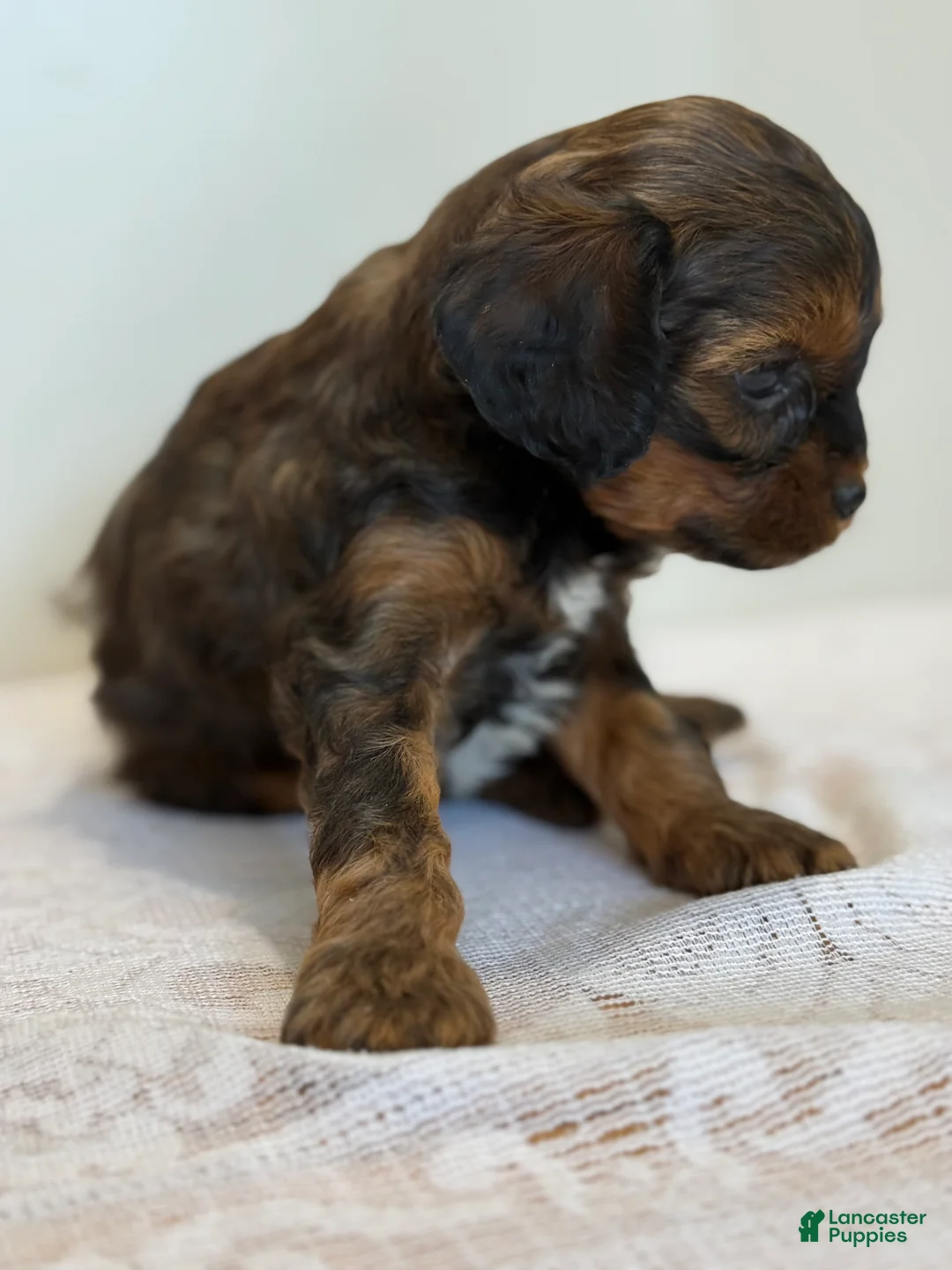 Cavapoo dogs for sale: Mocha Cavapoo  - Ad 2