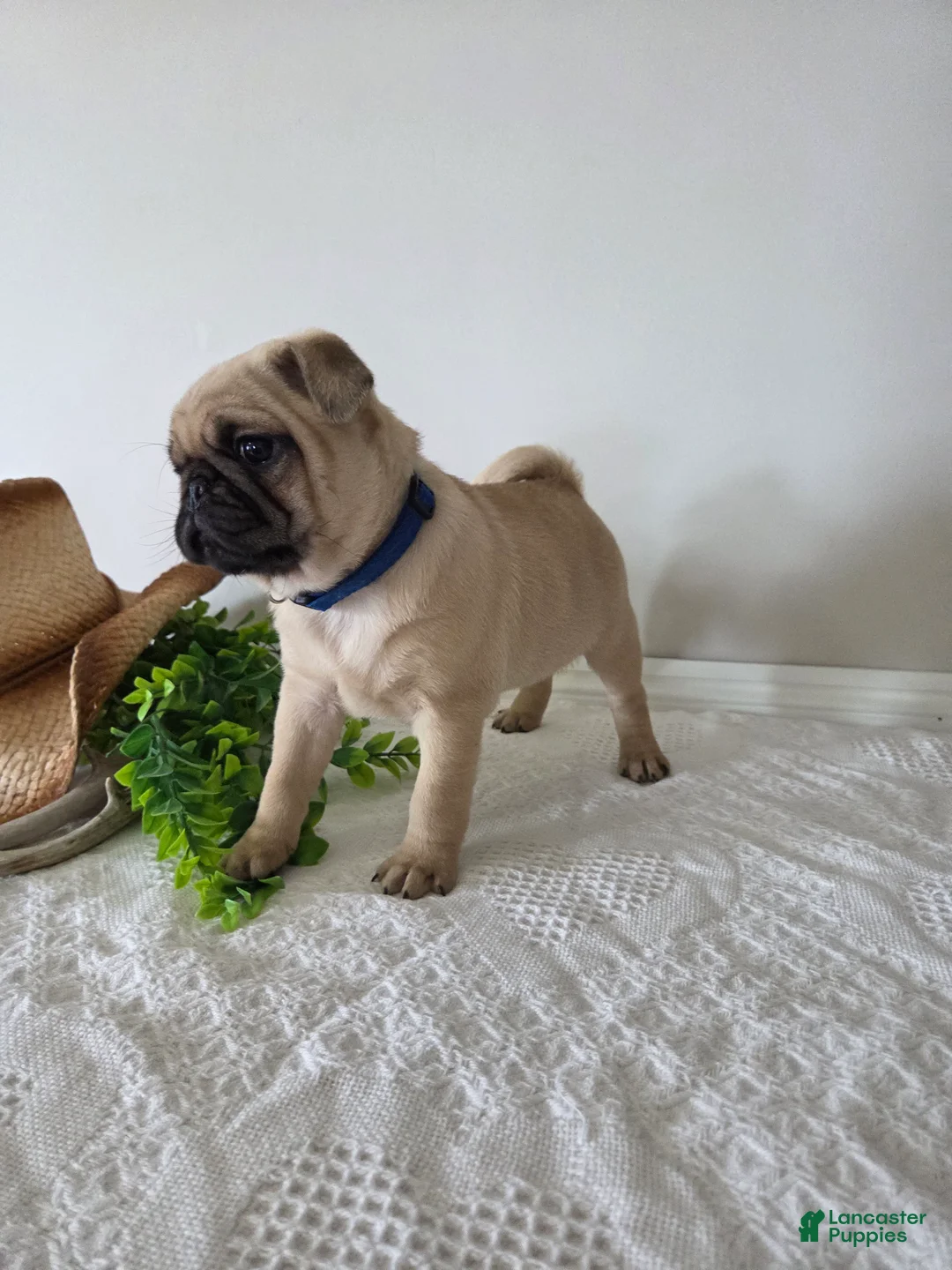 Puggle dogs for sale: Buster - Ad 8