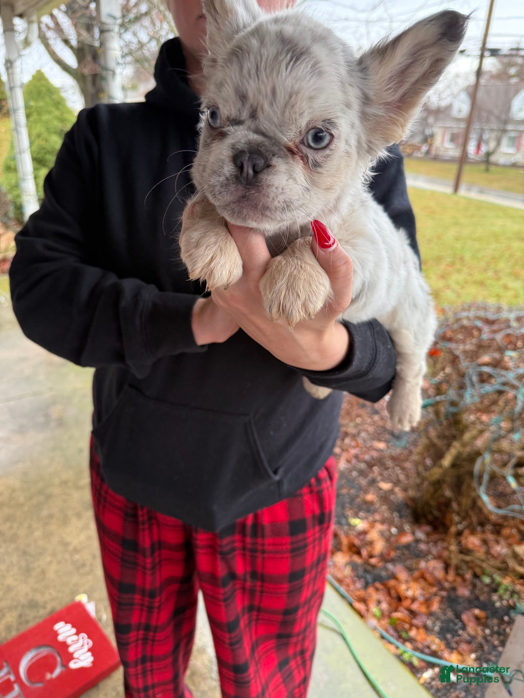French Bulldog dogs for sale: Holly - Ad 6