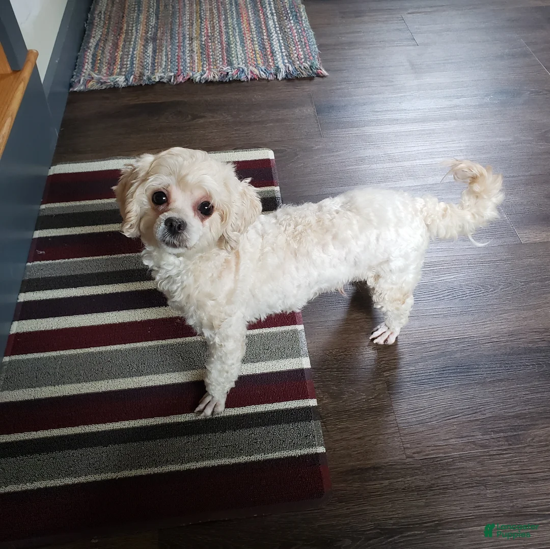 Lhasapoo dogs for sale: Hailey - Ad 6