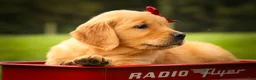 Golden Retriever dogs for sale: Rocco✨ - Ad 13