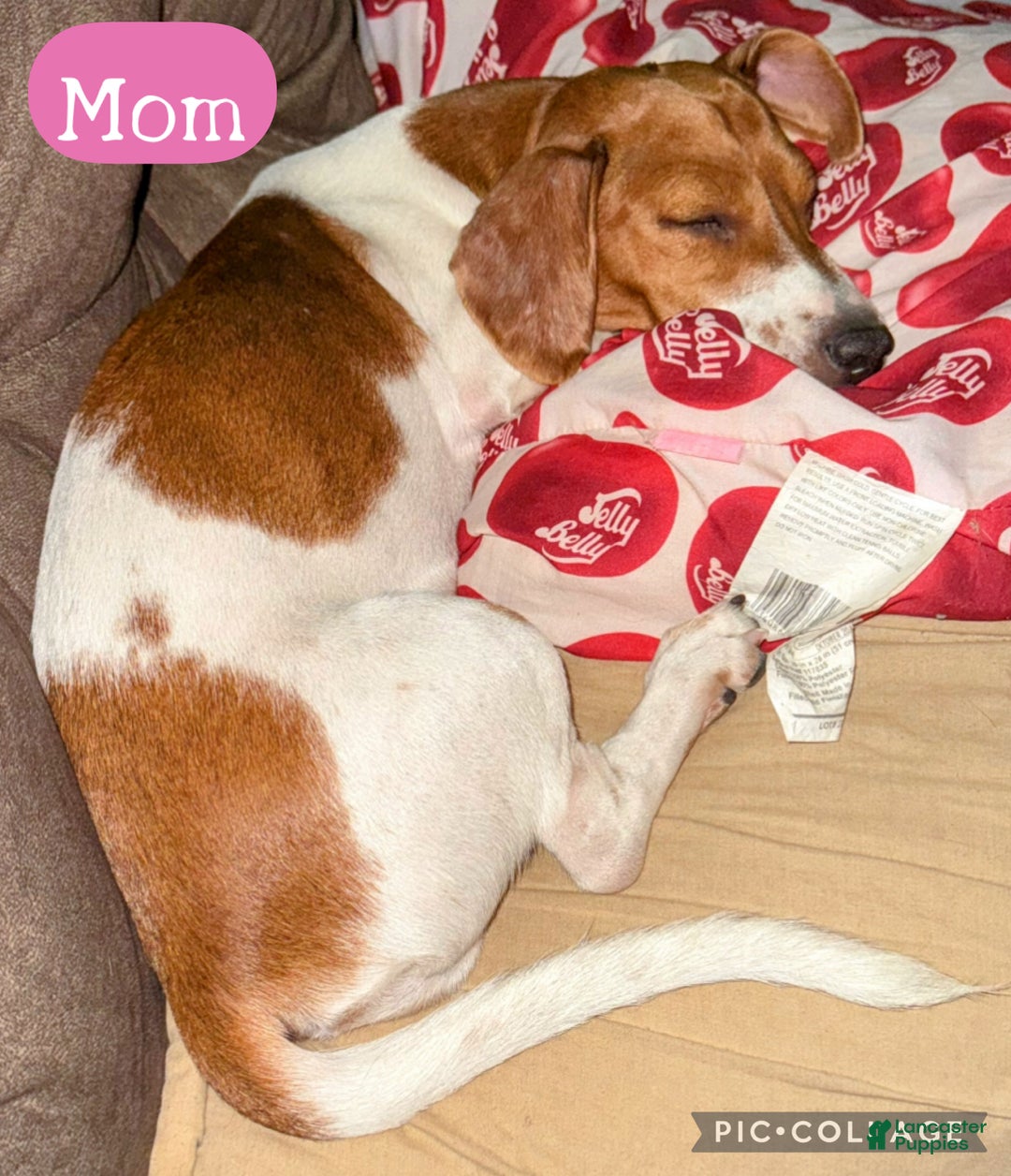 Miniature Dachshund dogs for sale: Miniature Dachshund LH Dapple - Ad 3