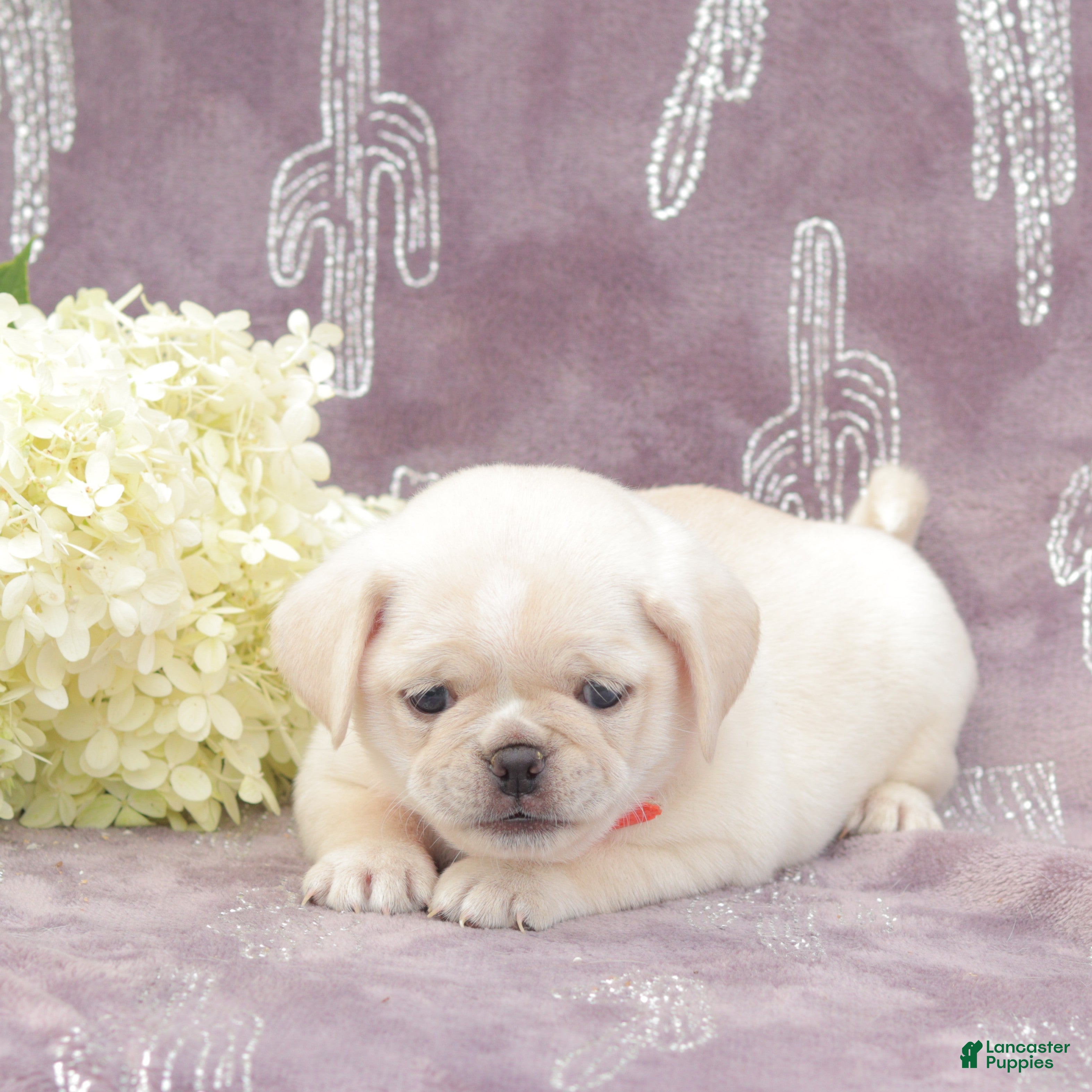 Puggle dogs Rosa - Ad 1