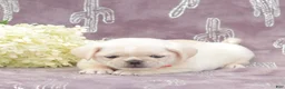 Puggle dogs for sale: Rosa - Ad 1