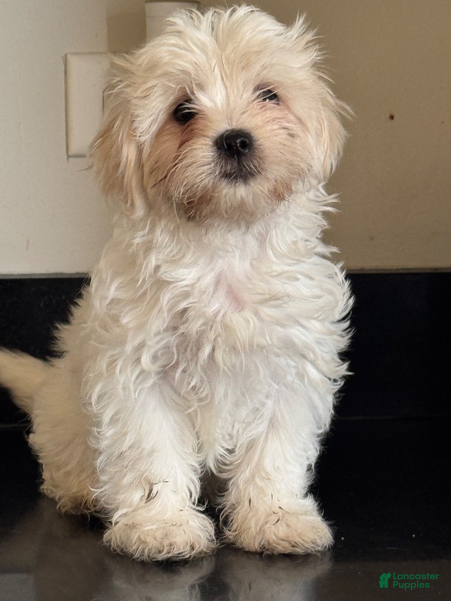 Mixed Breed dogs Delilah  - Ad 1