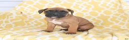 Boxer dogs for sale: Archie - Ad 3