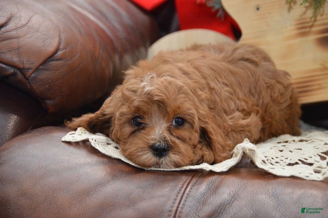 Cavapoo dogs for sale: Kira - Ad 3