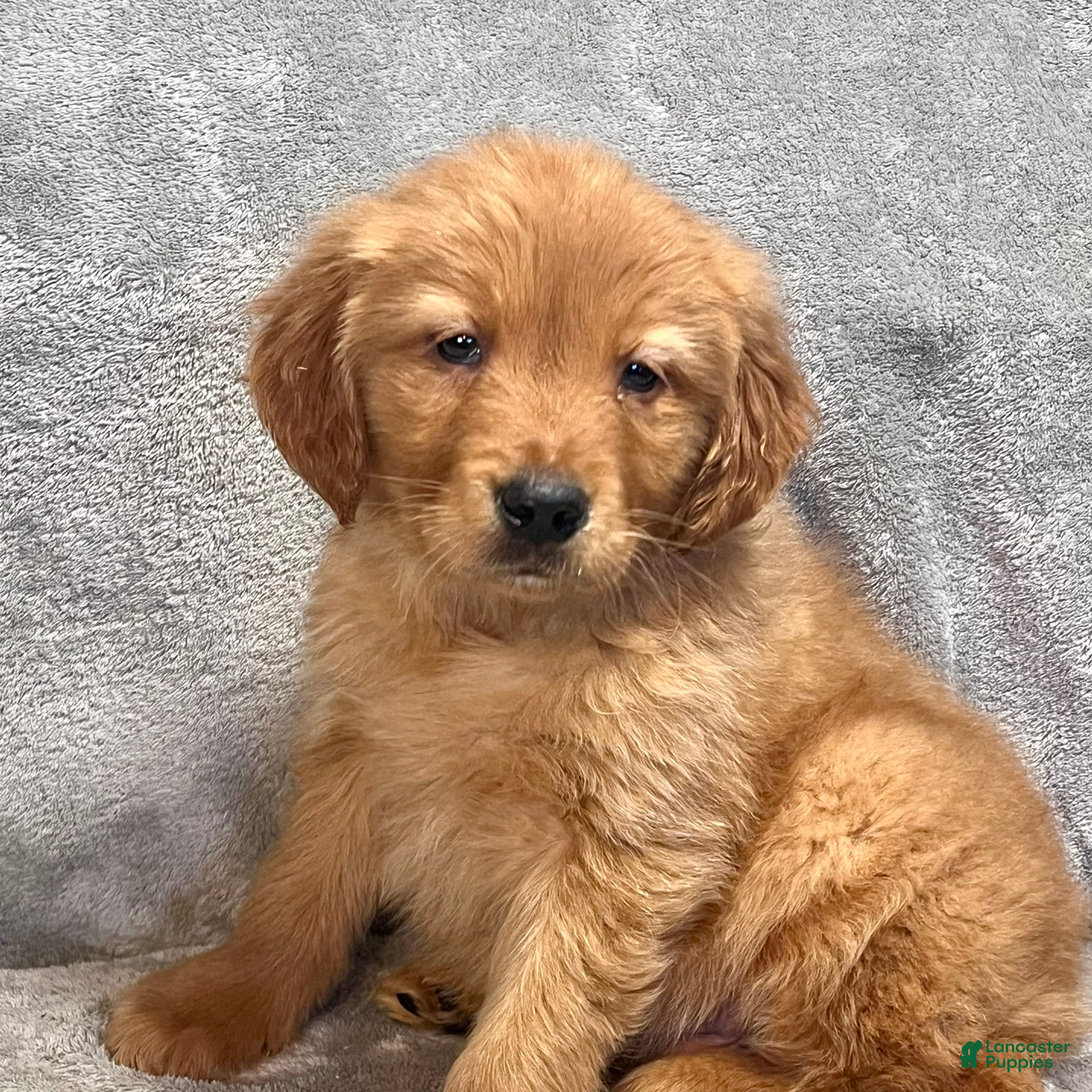 Golden Retriever dogs River - Ad 1