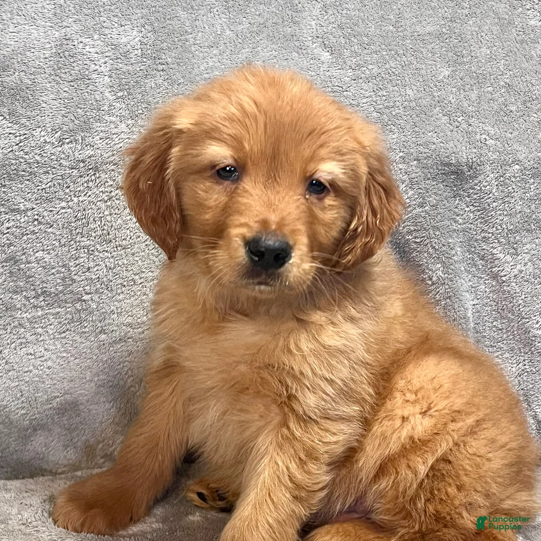 Golden Retriever dogs for sale: River - Ad 1