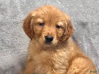 Golden Retriever dogs for sale: River - Ad 4
