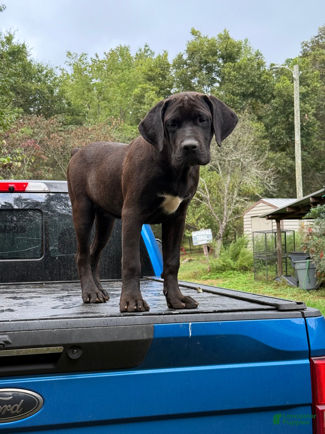 Cane Corso dogs for sale: Cane Corso Puppy 2 - Ad 2