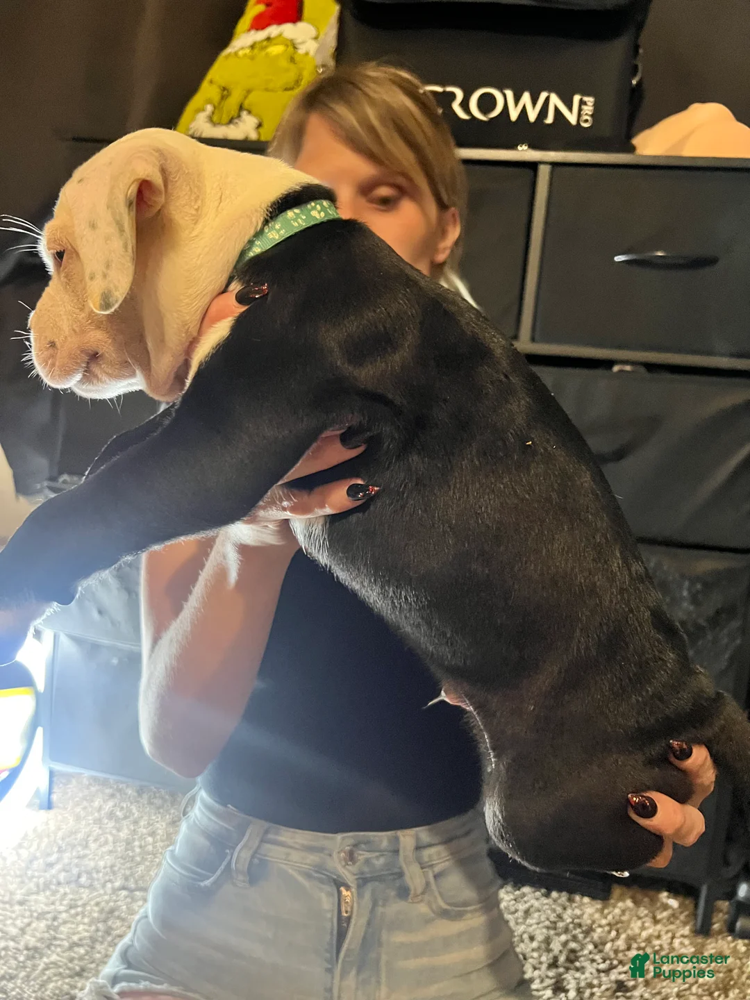Mixed Breed dogs for sale: Mixed Breed 6 - Ad 1