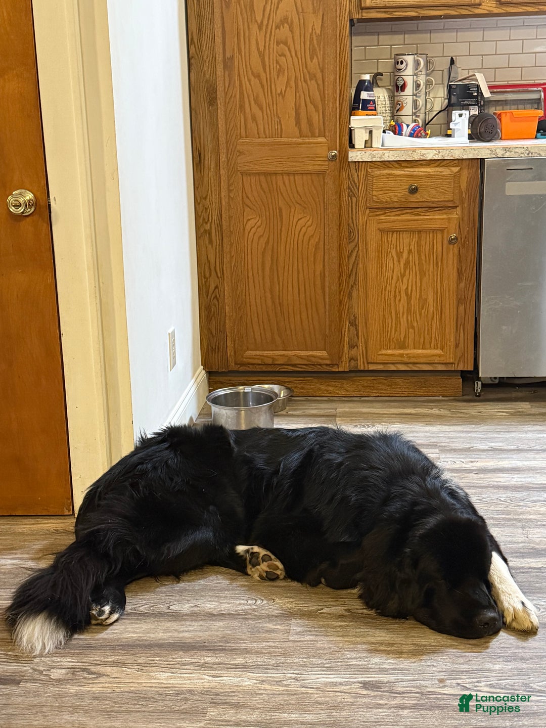 Newfoundland dogs for sale: Loki - Ad 4